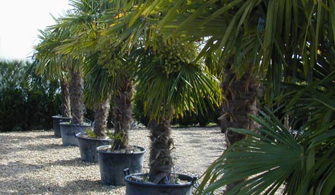Palmbomen Trachycarpus fortunei